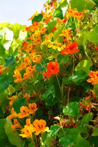 tropaeolum-majus-461833_960_720