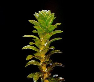 685px-Elodea_canadensis2_ies