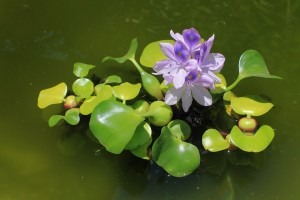 water-hyacinth-989005_960_720
